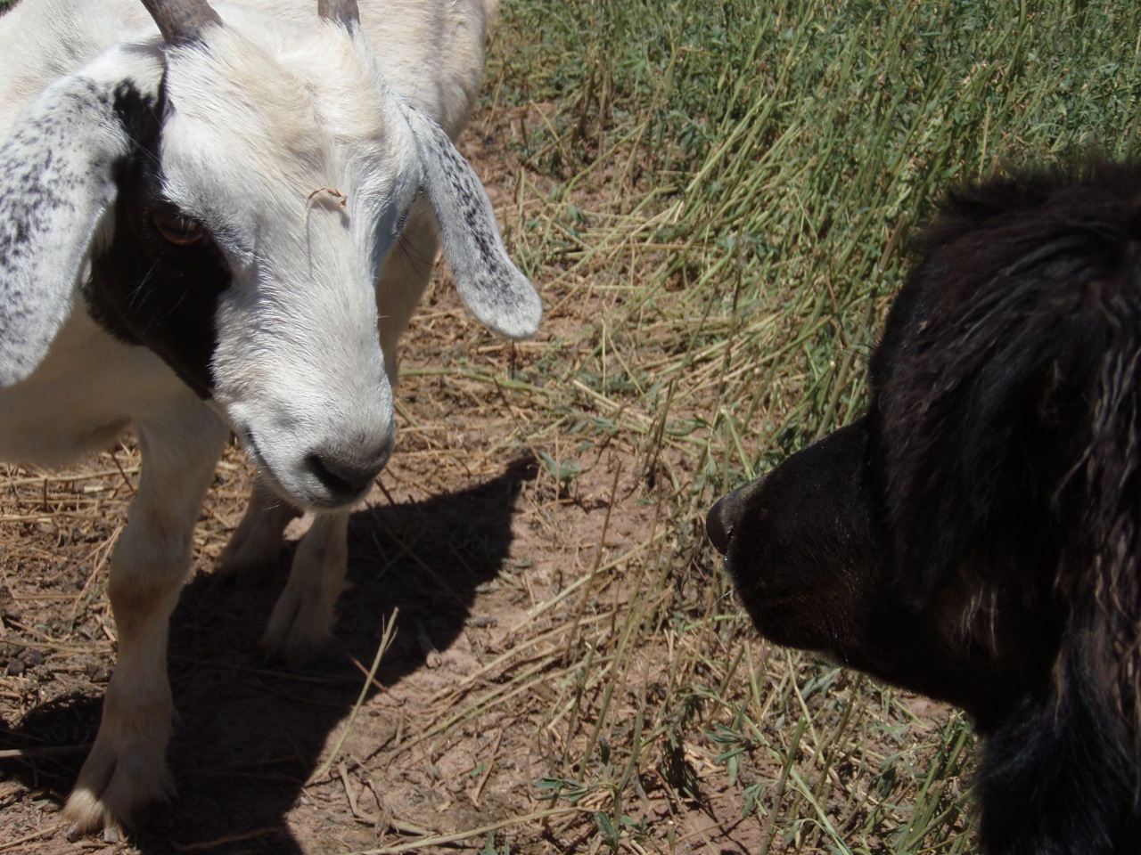 Australian Shepherd training team working goats